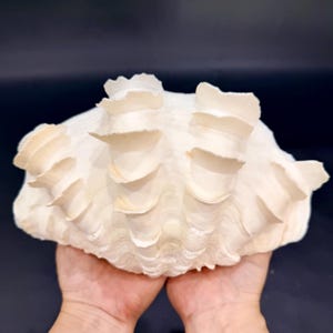 May include: A large, off-white giant clam shell featuring prominent, wavy, vertical ridges and distinct, flared, scalloped protrusions along its exterior surface. The shell has a textured, organic appearance with a matte finish and curved edges.