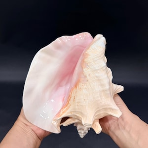 Concha-rainha rosa polida, enorme e rara, de 7,8 polegadas (19,8 cm), concha espiral, concha gigante para exibição, concha decorativa grande, coleção oceano.