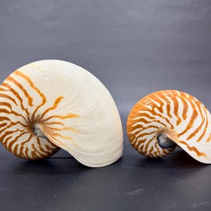 Puede incluir: Dos conchas de nautilus. La concha más grande es blanquecina con rayas marrones, y la concha más pequeña tiene un diseño similar. Las conchas se exhiben sobre una superficie oscura, mostrando su forma espiral natural y sus intrincados patrones.