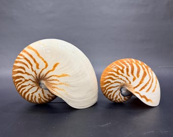 6-7.5" (15-19.5cm) Large Nautilus Shell, Coastal Home Accent, Beach House Decor, Collector Seashell Gift, Conch Shell for Vintage Home Decor