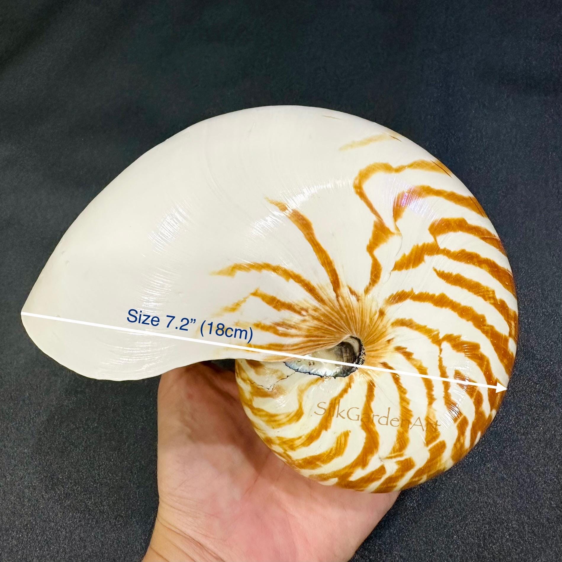 67.2 Chambered Nautilus Conch Shell, Tiger Chambered, Beautiful Giant Seashell for Home Decor, Display Shell, Seashell Adornment - Etsy 67.2 Chambered Nautilus Conch Shell, Tiger Chambered, Beautiful Giant Seashell for Home Decor, Display Shell, Seashell Adornment - Etsy