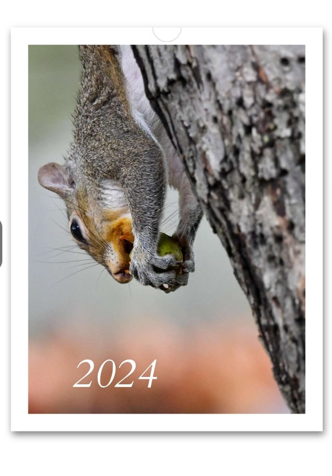 2024 Squirrel Calendar, New Year, Wildlife, Christmas Gifts, Nature