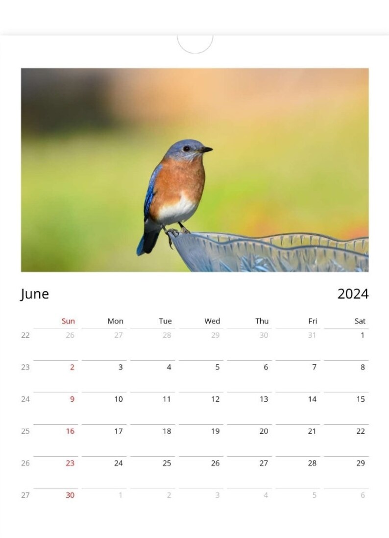 2024 Eastern Bluebird Wall Calendar, Gifts, Bird Photography, New Year