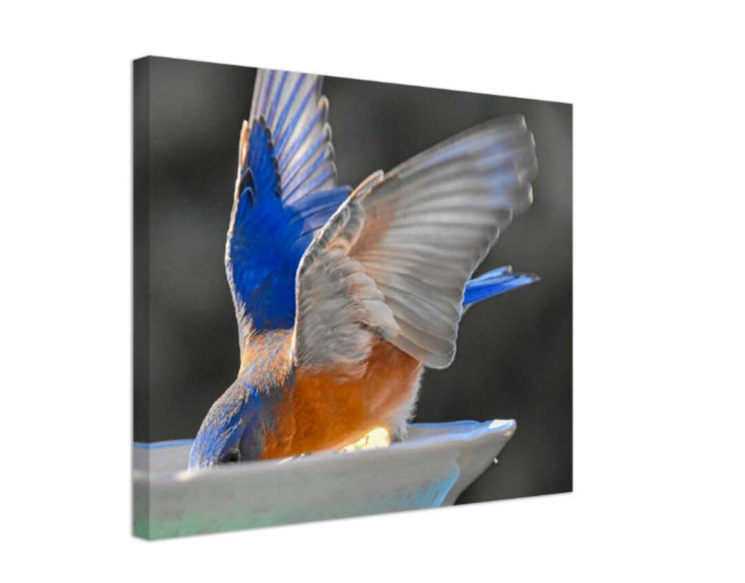 Bluebird Wall Canvas, 16 by 20 Bird Photo, Bluebird Home Decor, Ready
