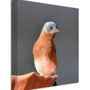 Bluebird 8 by 8 wall canvas, bird home decor, bird photography, nature lovers, bird prints,