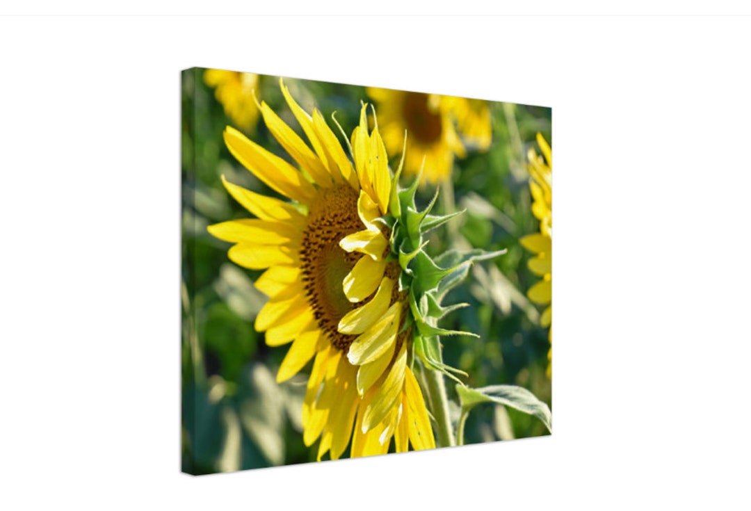 Sunflower Canvas Wall Art, Floral Home Decor, Nature Photography
