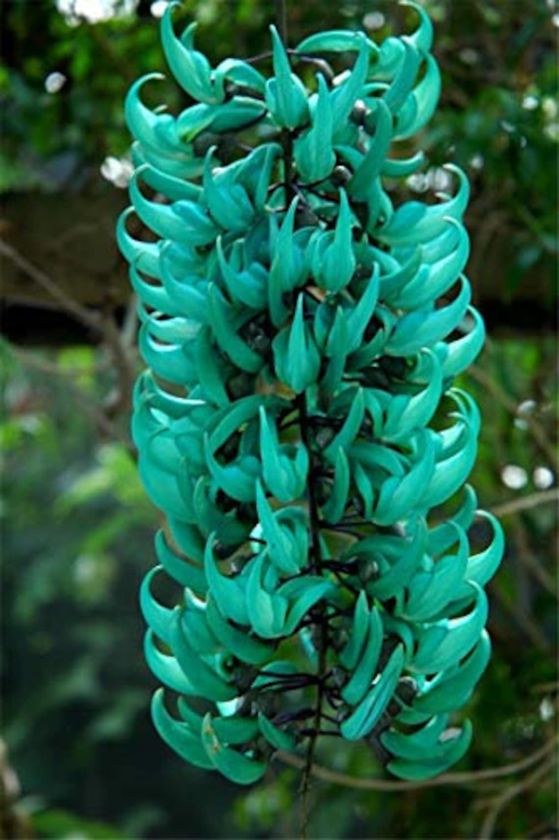 Rare Endangered Jade Vine 