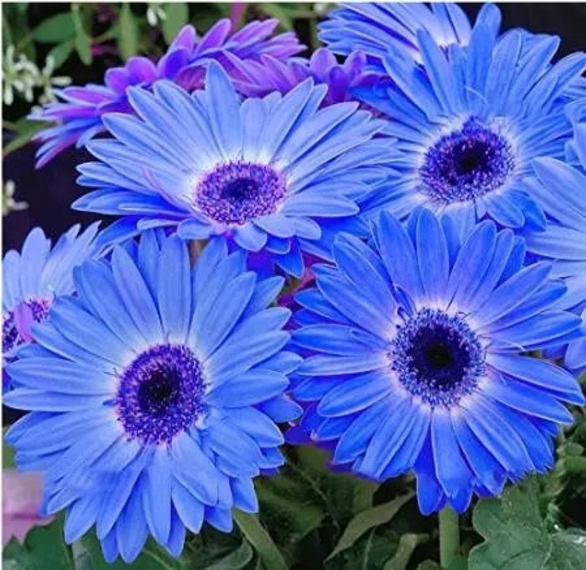 100Pcs/Pack Gerbera Daisy Seeds Majorette Blue Halo Fragrant Etsy