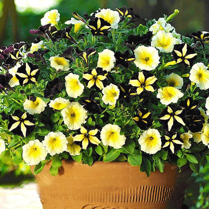 Rare Phantom Petunia Seed 100 seeds | Etsy