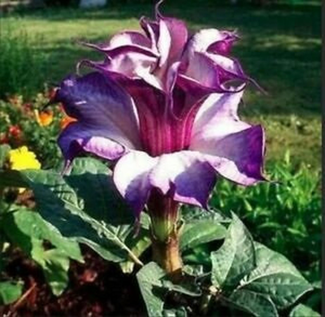 Angel Trumpet Double Purple Datura Metel 'Fastuosa' Etsy