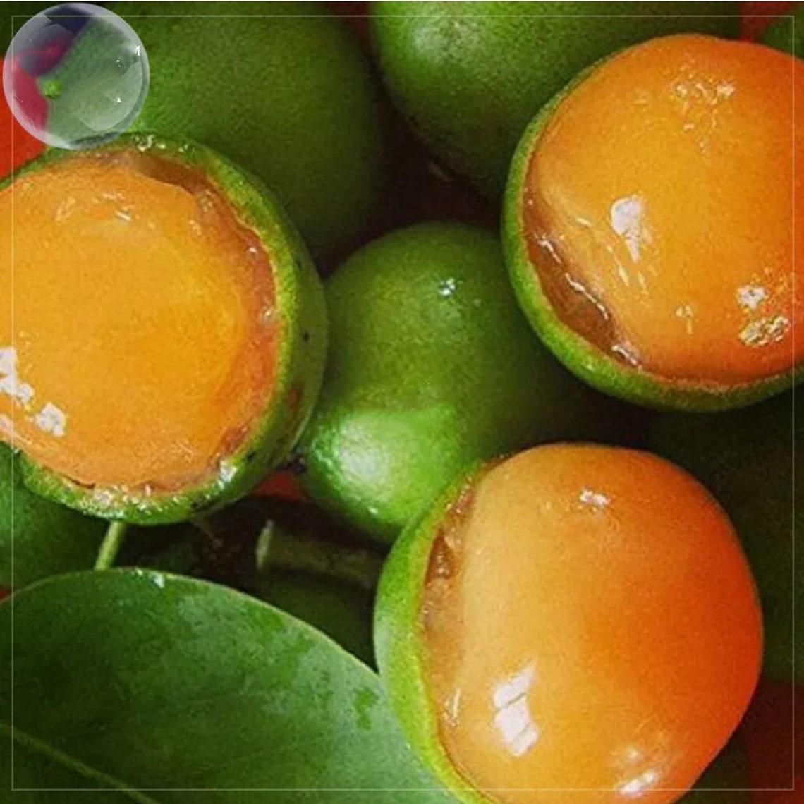 Lemon Sweet Spanish Lime Tree Seeds 10 semillas paquete Etsy