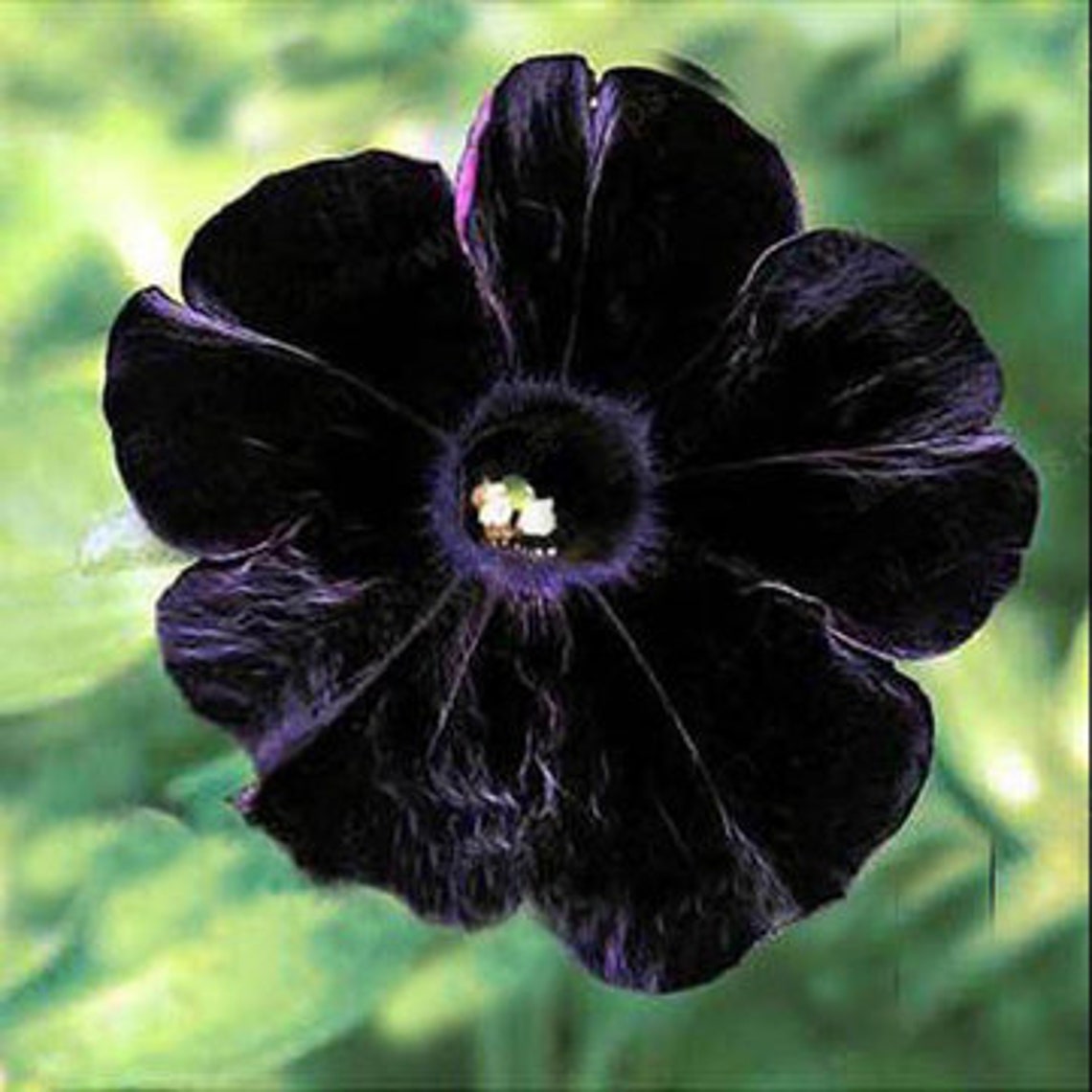 Super Black Cat Petunia Seeds deep Black petals petunia | Etsy