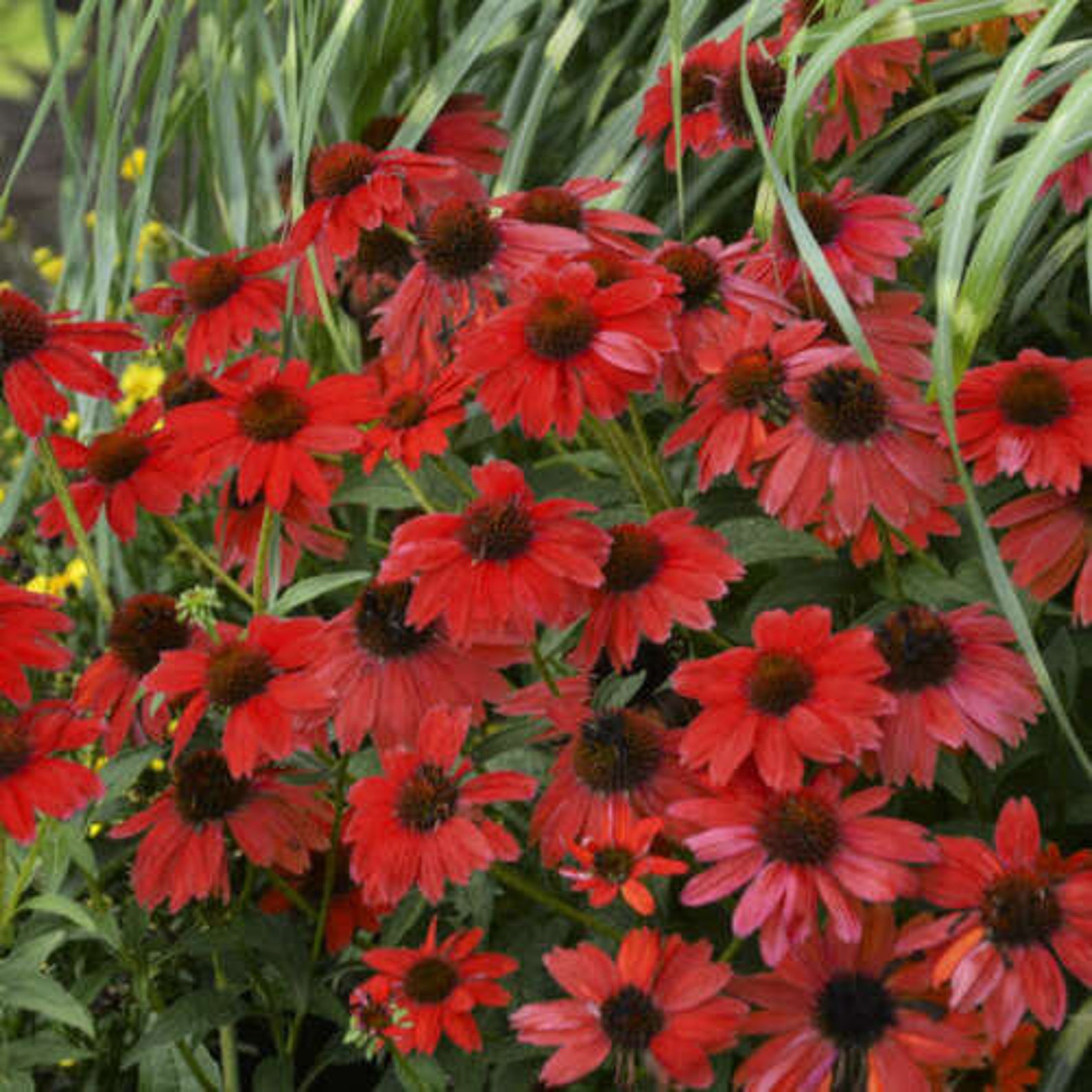 50 Bright Red Coneflower Seeds Echinacea Flowers Perennial Etsy