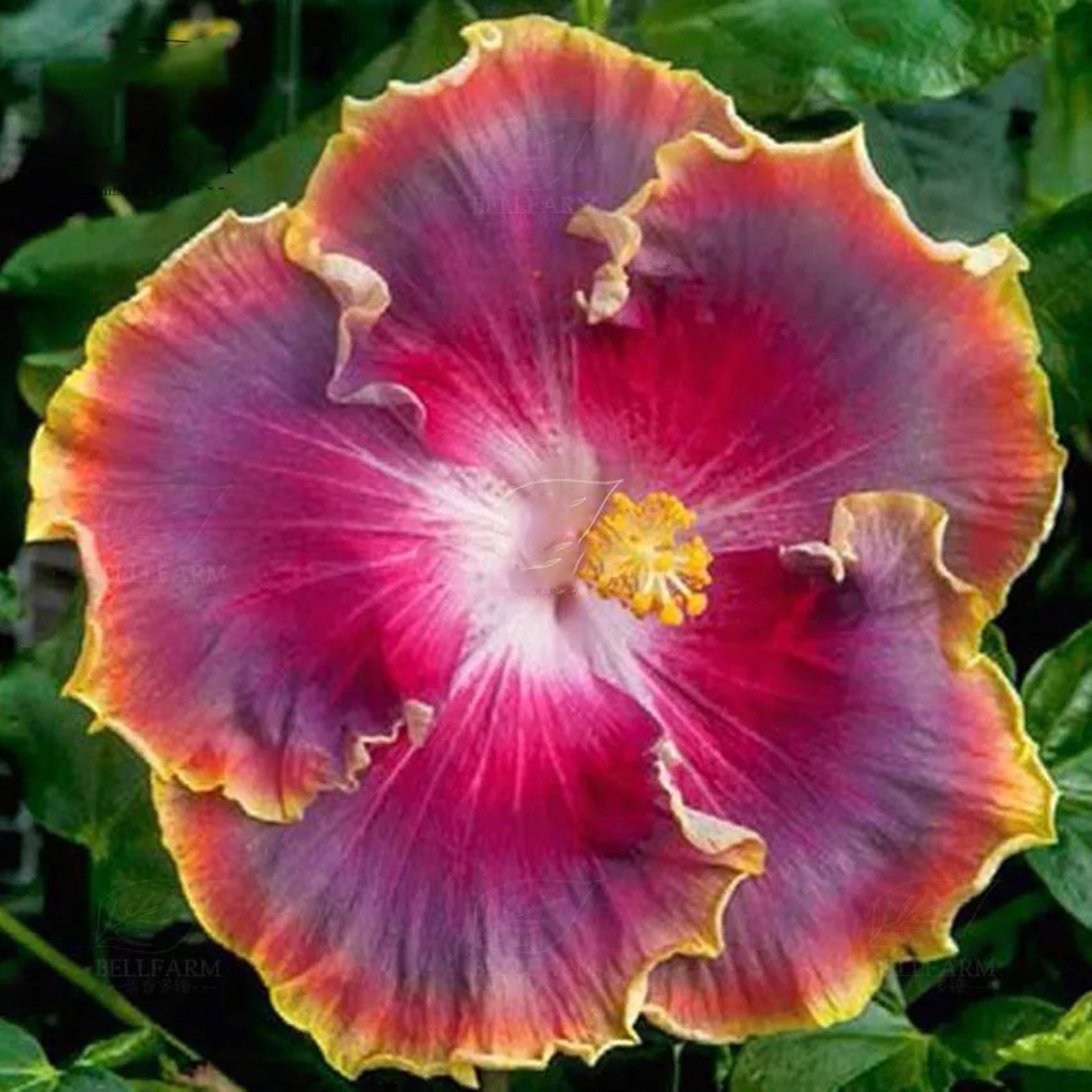 20pcs Hibiscus Rosa Sinensis Perennial Flower Seeds Bonsai Big Etsy