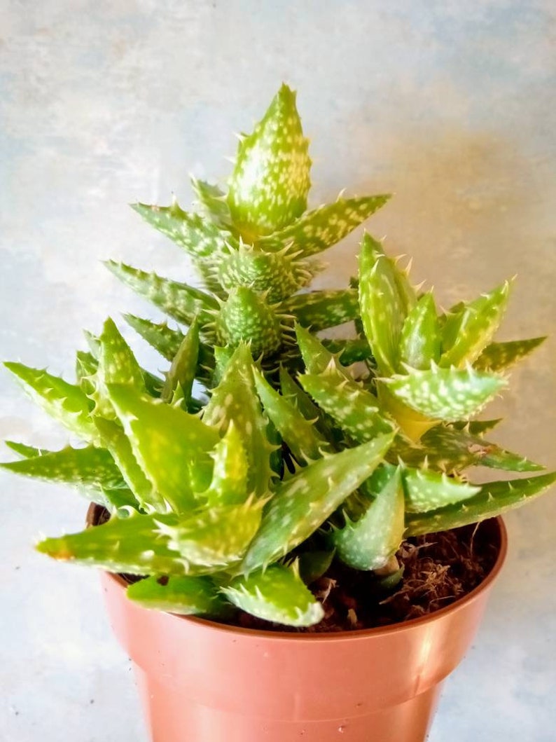 Tiger Tooth Aloe Pups