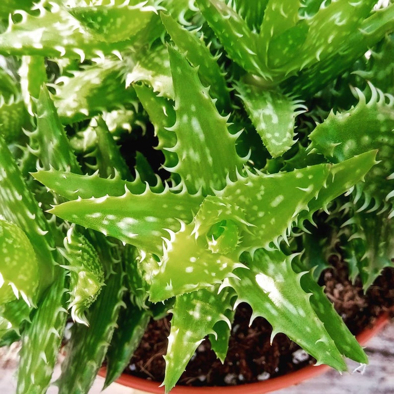 Tiger Tooth Aloe Pups