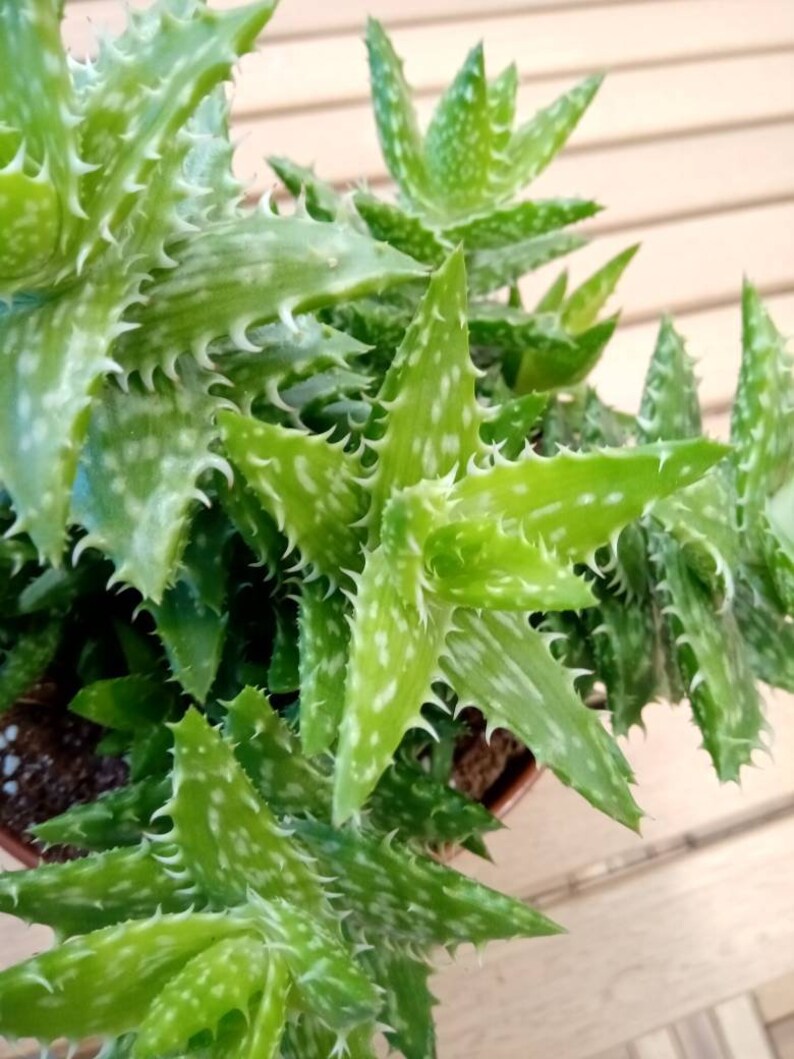 Tiger Tooth Aloe Pups