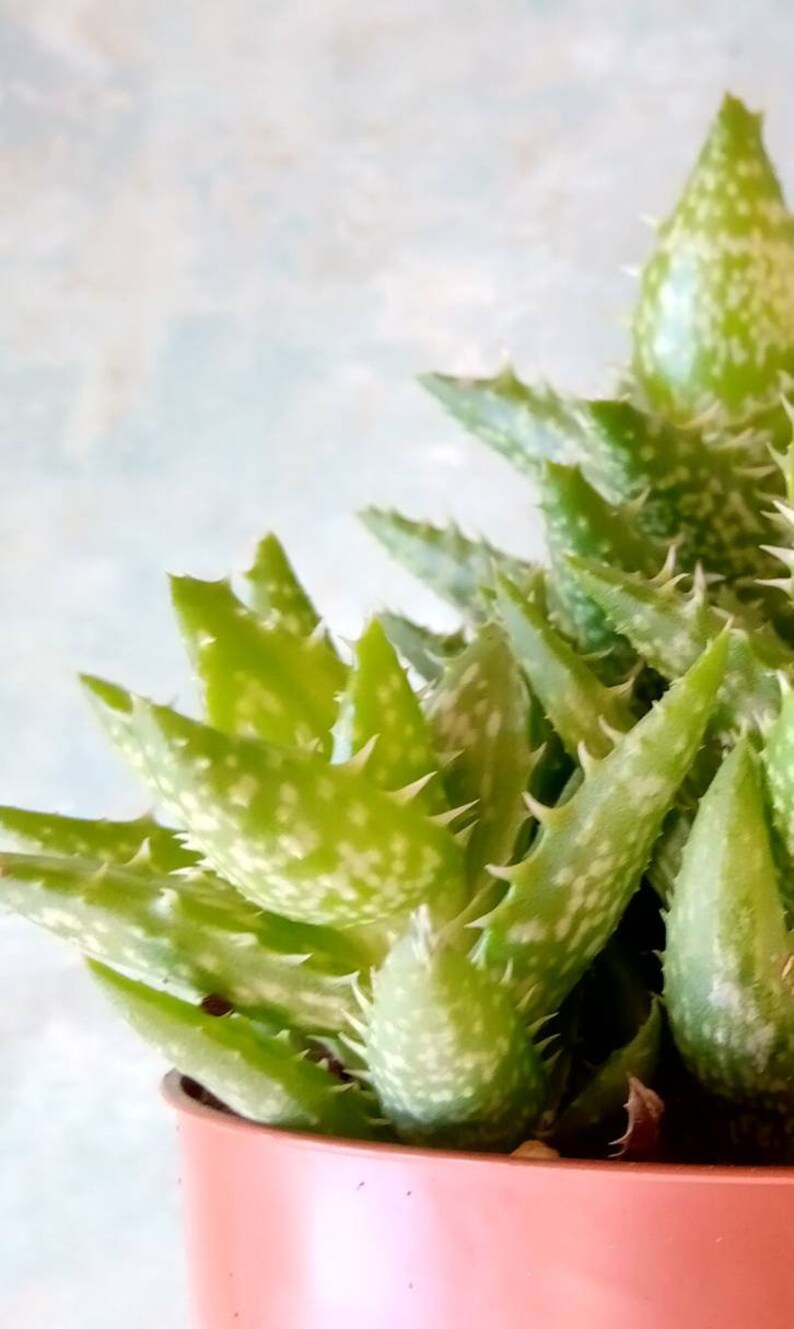 Tiger Tooth Aloe Pups