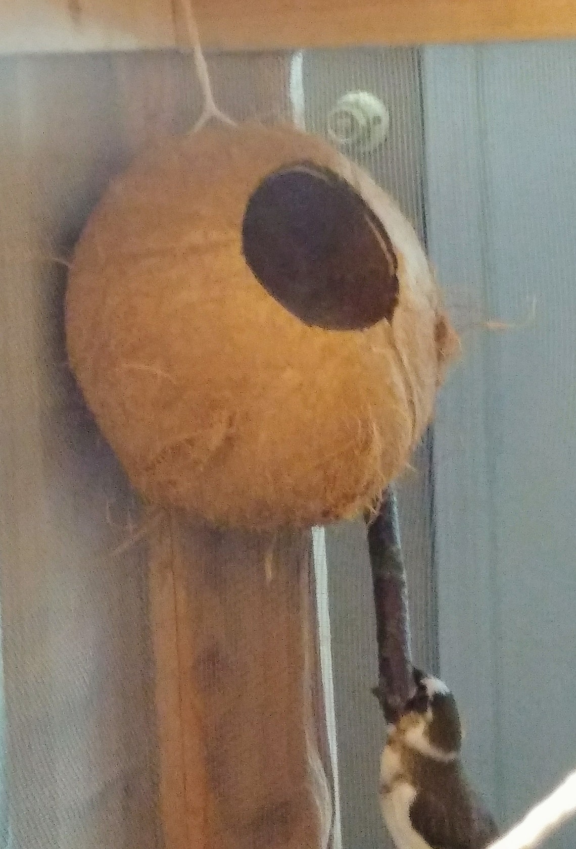 Natural coconut bird house/nest Etsy