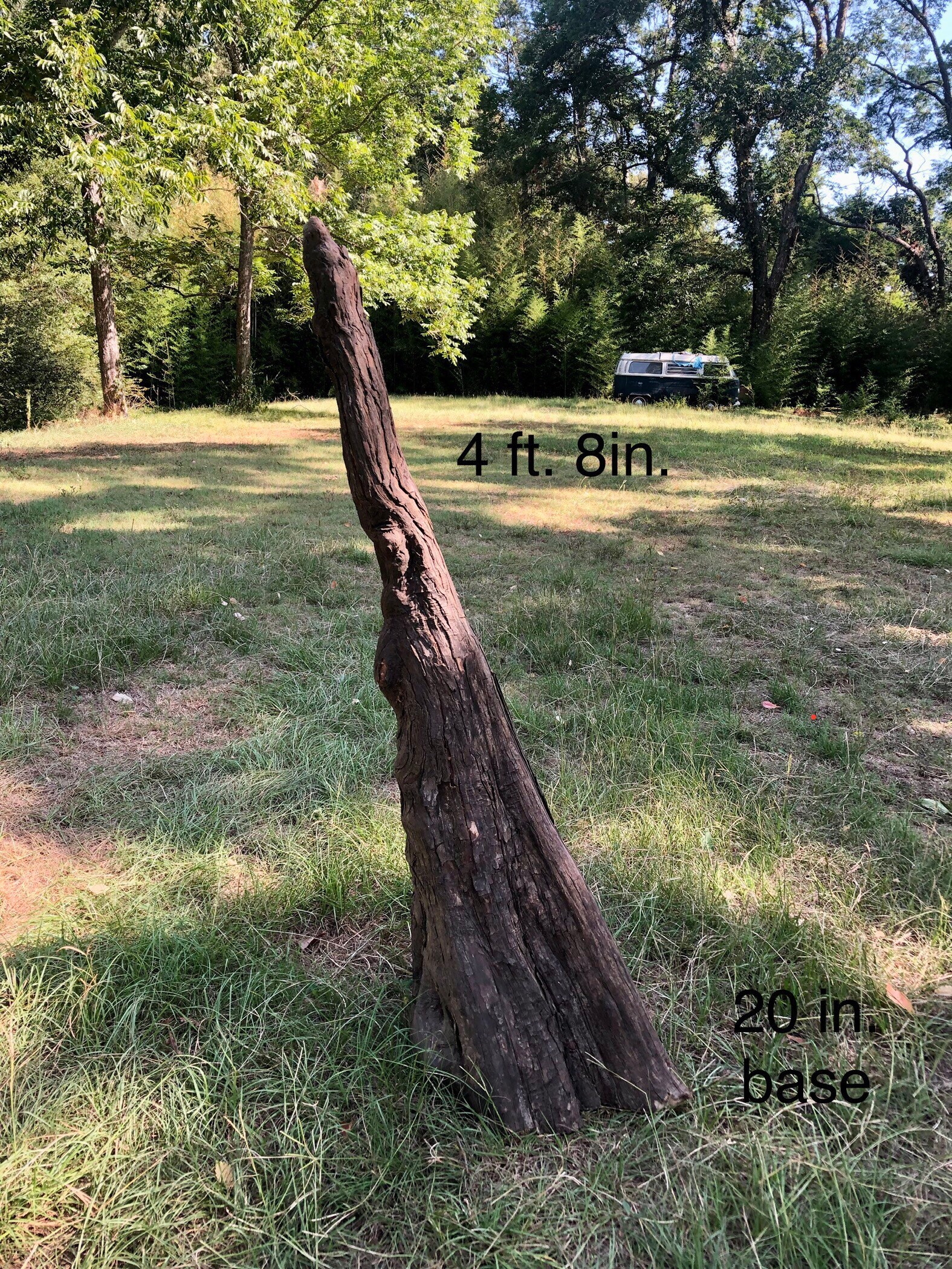 Cypress Tree Knees Etsy