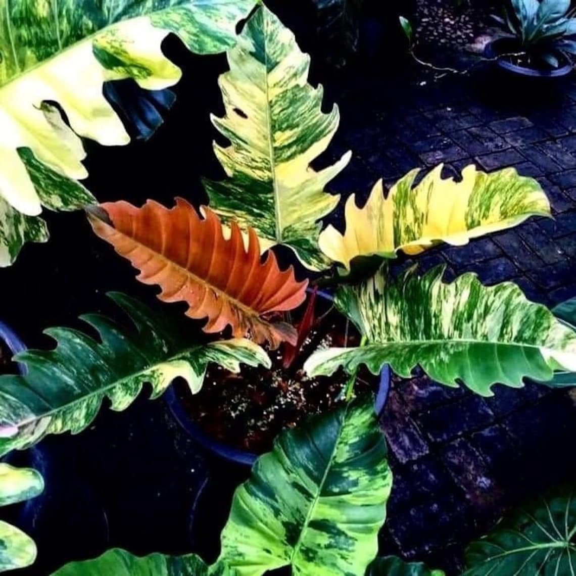 Extremely Rare Find of a Caramel Marble Philodendron. Etsy