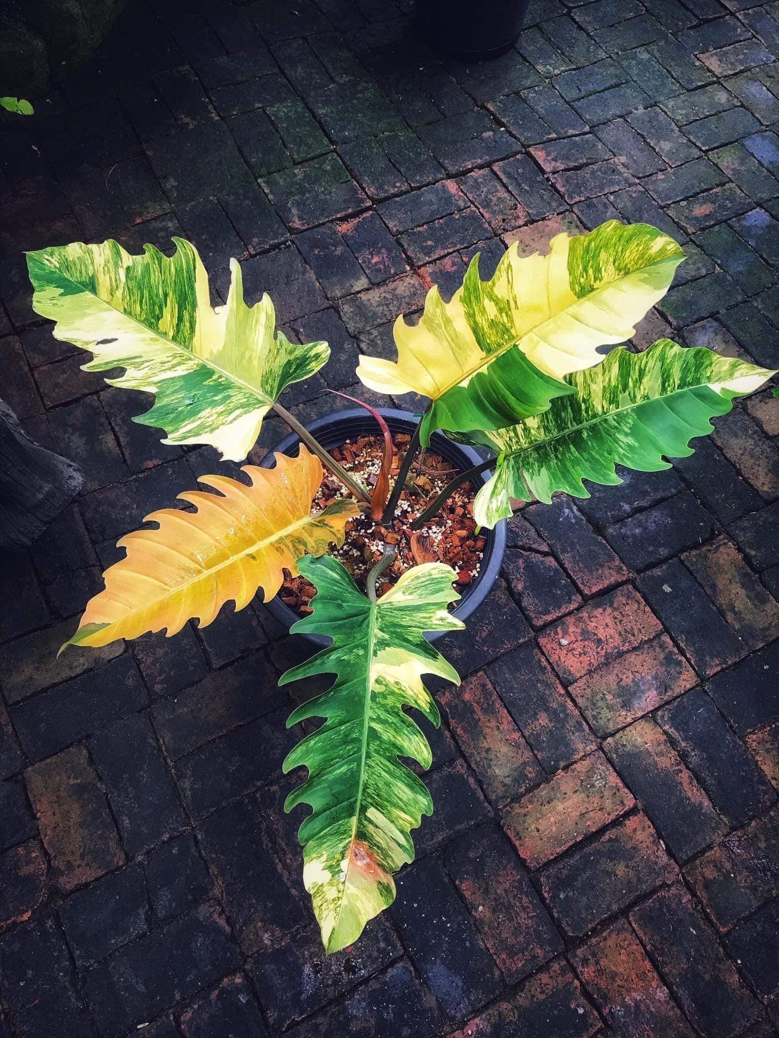 Extremely Rare Find of a gorgeous Caramel Marble Philodendron. | Etsy