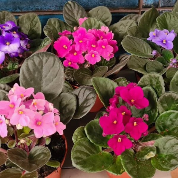 African Violet Saint Paulia Flowering Indoor Plants Mix Colours in 12cm pots - 1 variety supplied