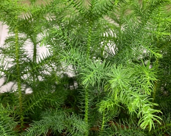 Norfolk Pine Etsy Norfolk Pine Etsy
