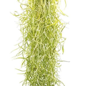 Tillandsia usneoides, Air Plants, Spanish Moss