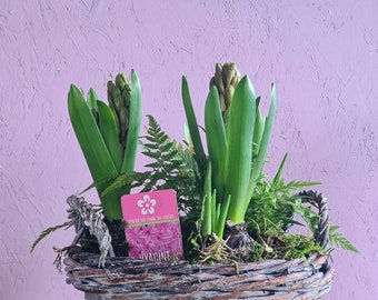 Lovely Decorative Wicker Basket with Hyacinths and Fern