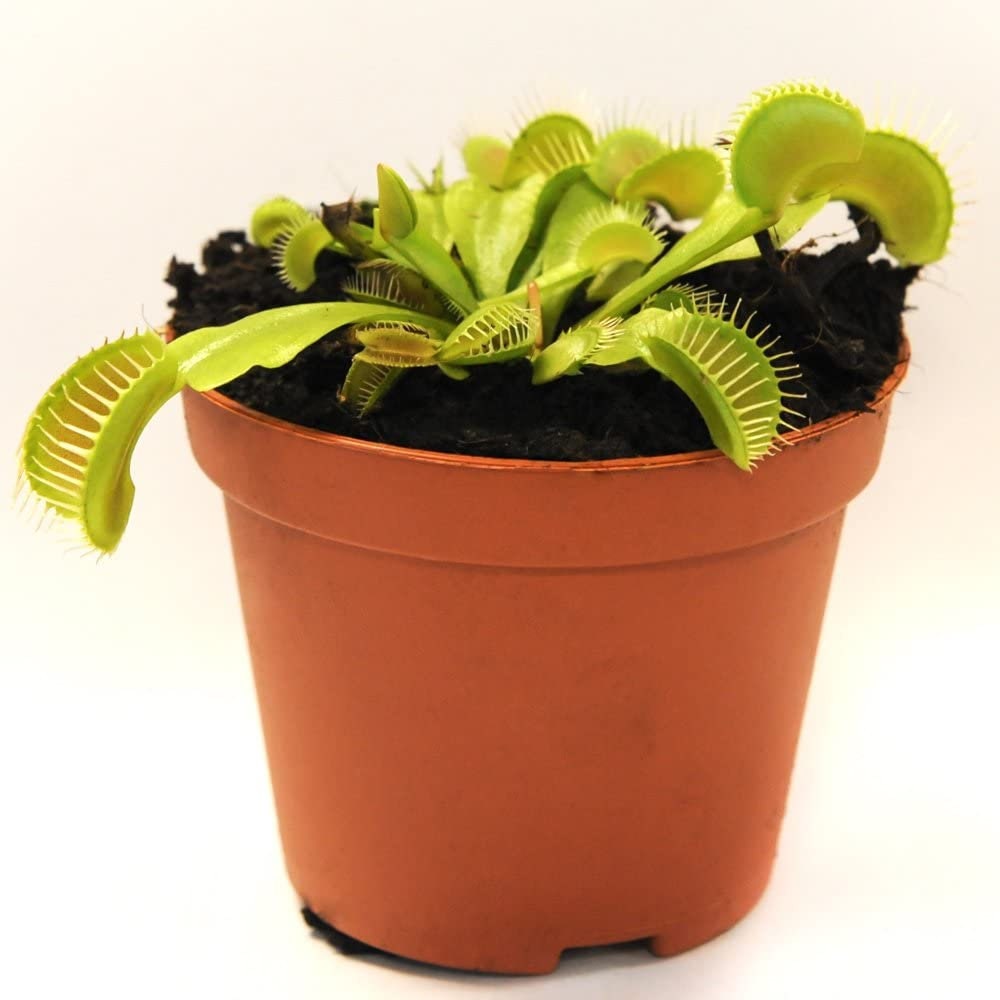 1 X Dionea Venus Fly Trap Indoor Carnivorous Plant Ideal for Home or Office  9cm -  Hong Kong