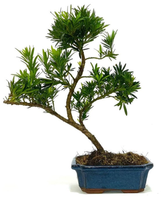 Podocarpus buddhist Pine Bonsai Tree Informal Upright Etsy UK