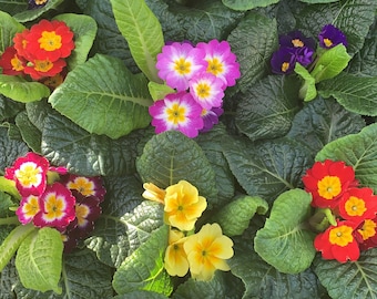 Primrose plants mixed colours