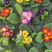 see more listings in the Garden plant  section