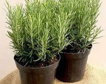 Fresh Rosemary Plants (1) - Selected Variety