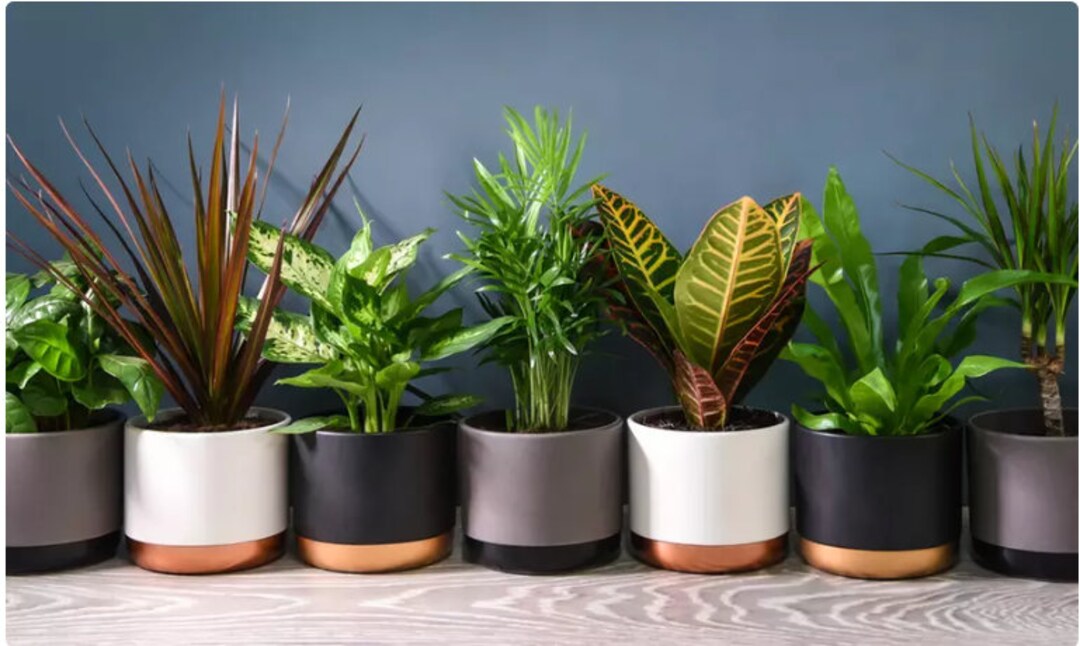 6 Indoor House Plants in 9cm Pots, Mix of Real Plants for Indoors ...