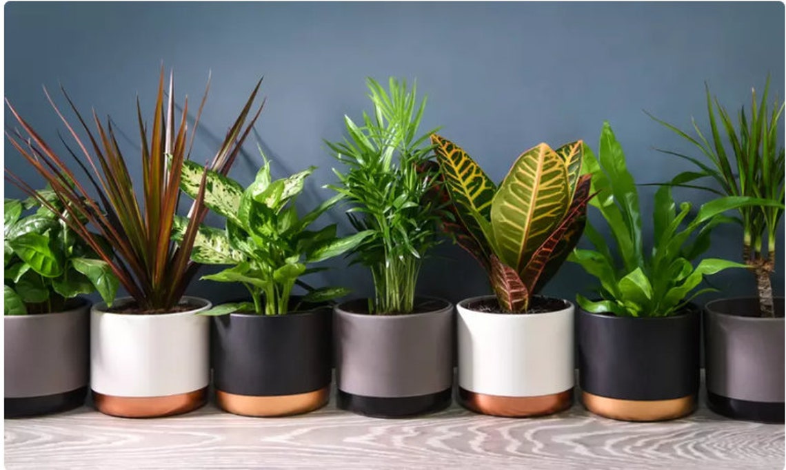 6 Indoor House Plants in 9cm Pots Mix of Real Plants for Etsy UK