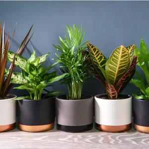 6 Indoor House Plants in 9cm Pots, Mix of Real Plants for Indoors. Ideal Live Plants for Your Home. Air Puriying