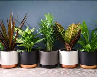 6 Indoor House Plants in 9cm Pots, Mix of Real Plants for Indoors. Ideal Live Plants for Your Home. Air Puriying