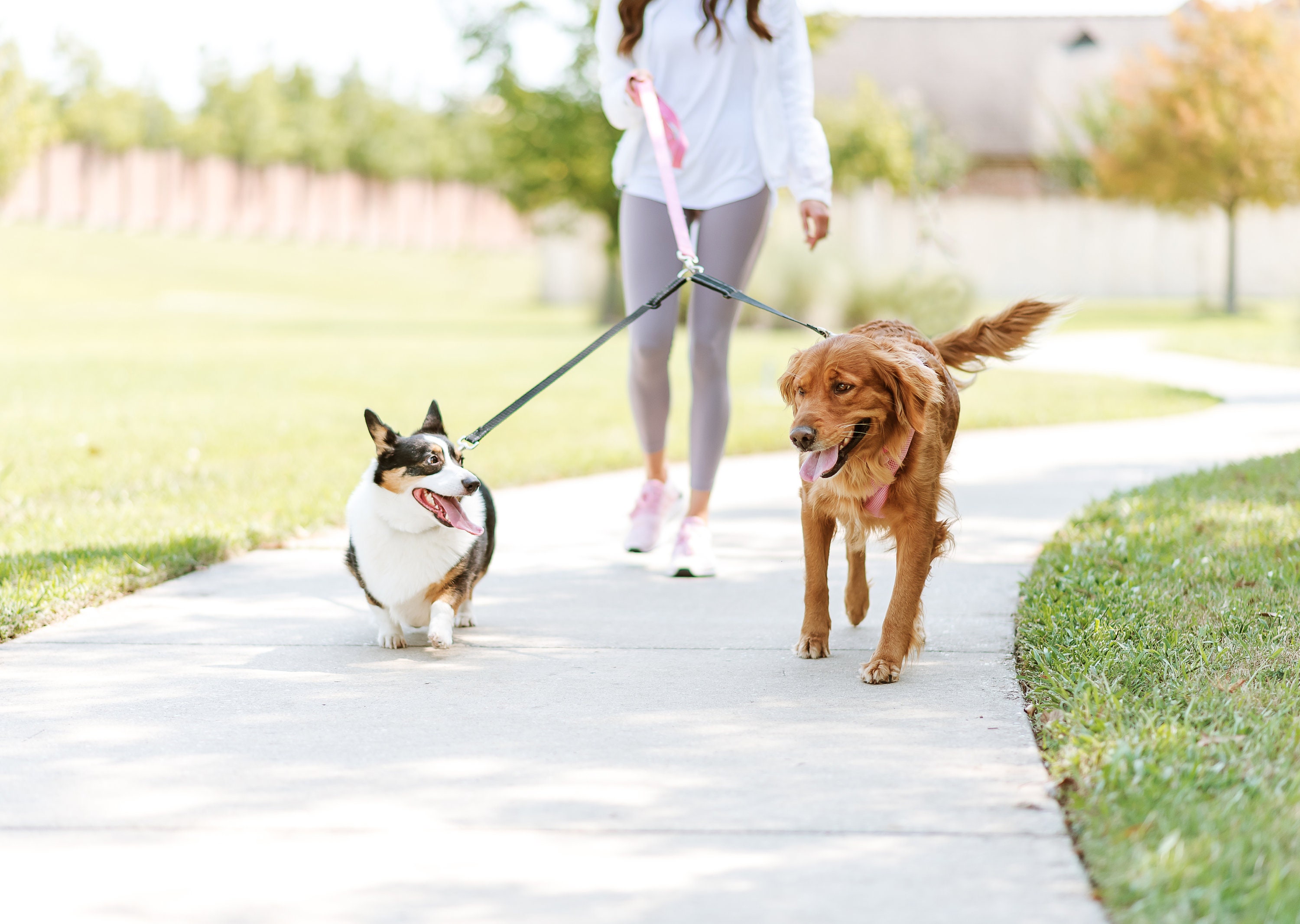 dual leash for large dogs