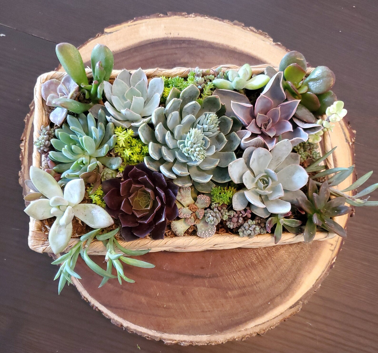 Living Succulent Art Wall Hanging Succulent Arrangement Wall | Etsy