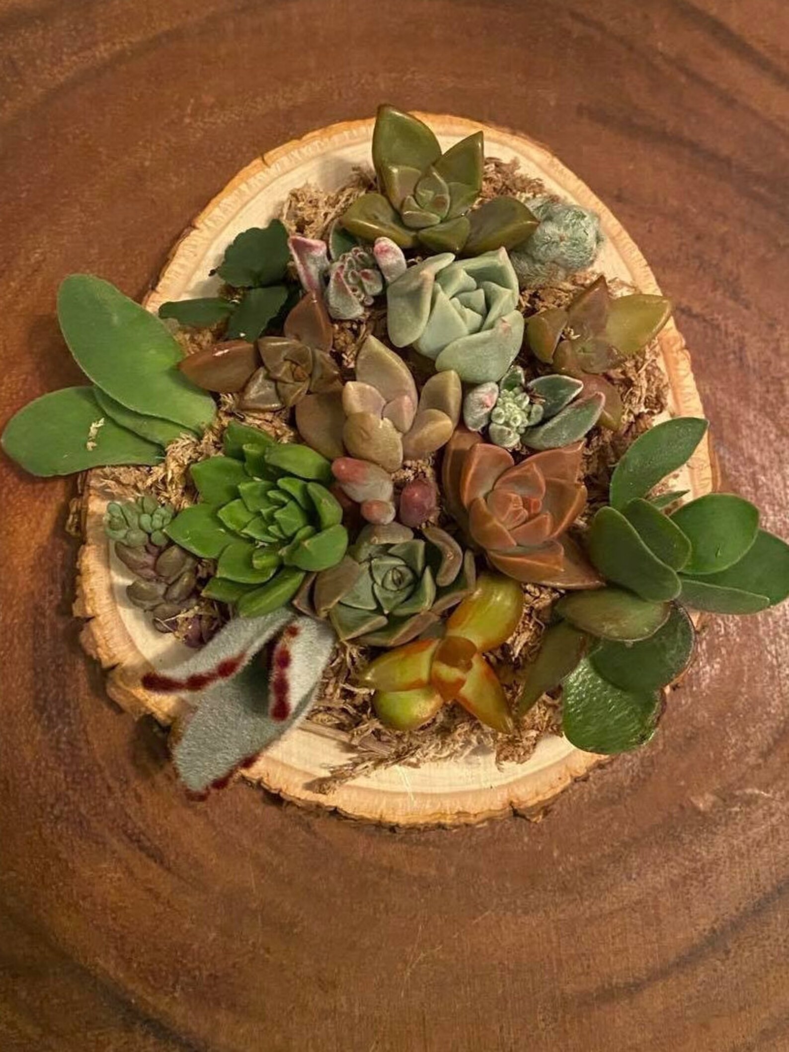 Living Succulent Living Succulent Arrangement Etsy