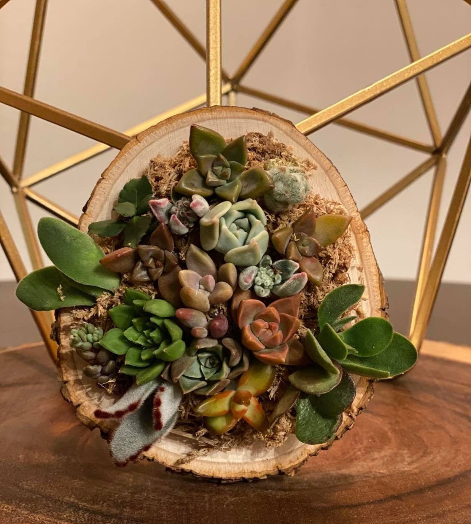 Living Succulent Living Succulent Arrangement Etsy