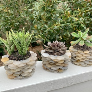 Planters - Set of 3 Small Succulent Outdoor or Indoor Multi-Color Planters
