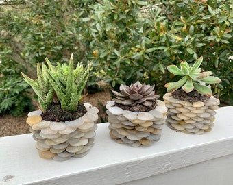 Planters - Set of 3 Small Succulent Outdoor or Indoor Multi-Color Planters