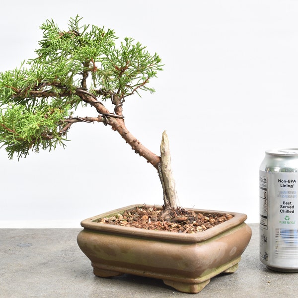 Juniper Bonsai Tree Etsy