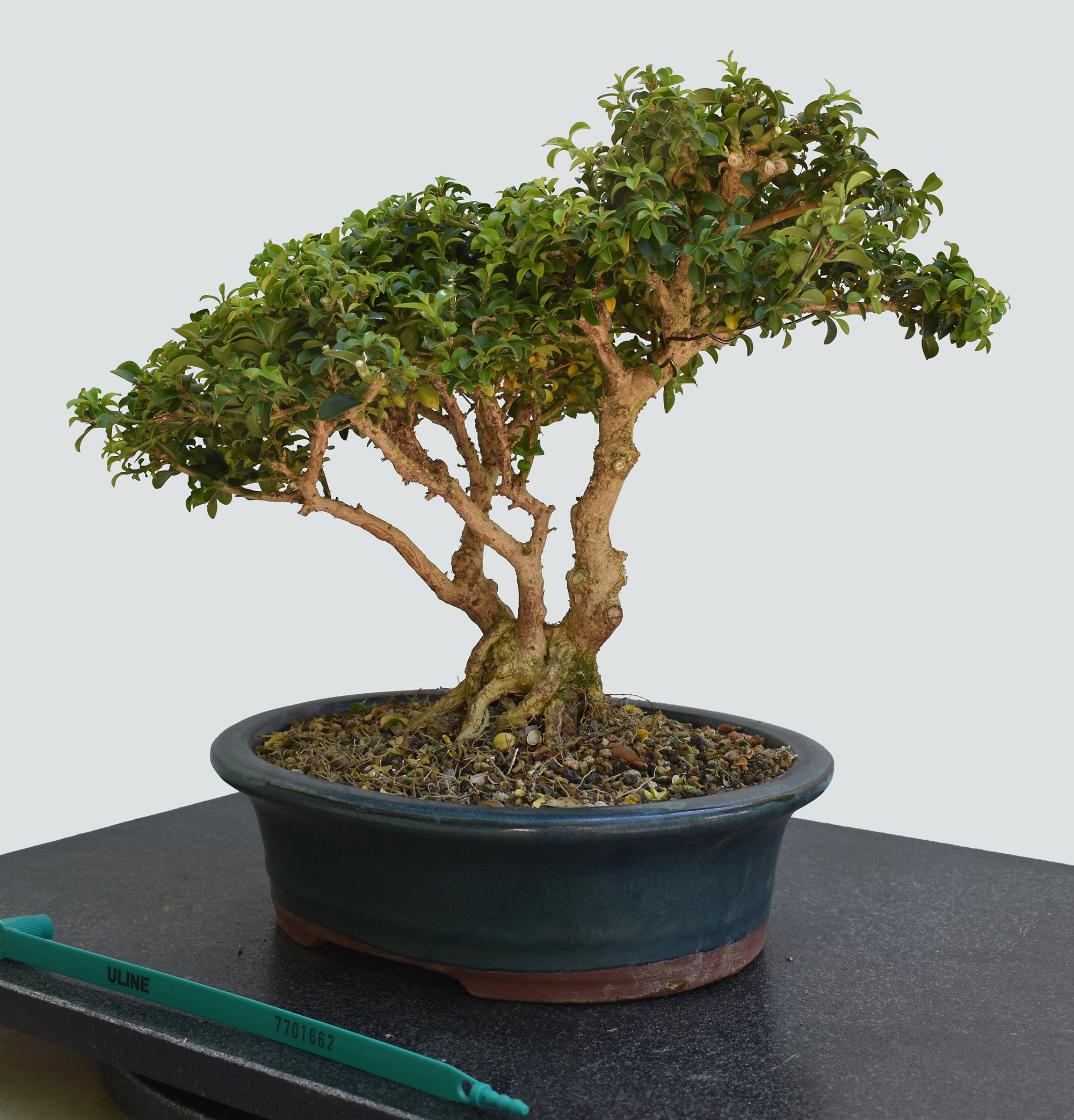 Kingsville Boxwood Bonsai Tree | Etsy
