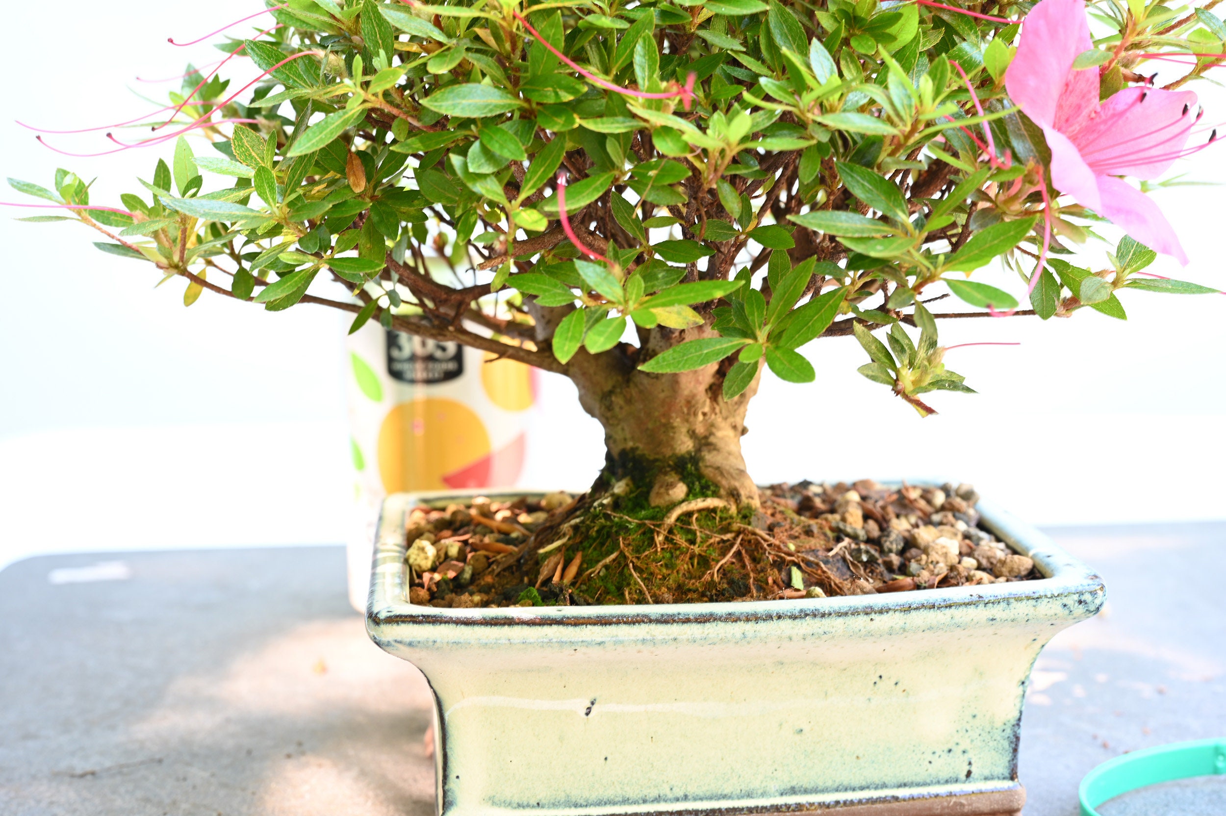 さつき 盆栽Japanese Azalea 図鑑　他合計10冊セット　超お買い得 Imported Shohin Satsuki Azalea 'White & Pink' Flower #9062