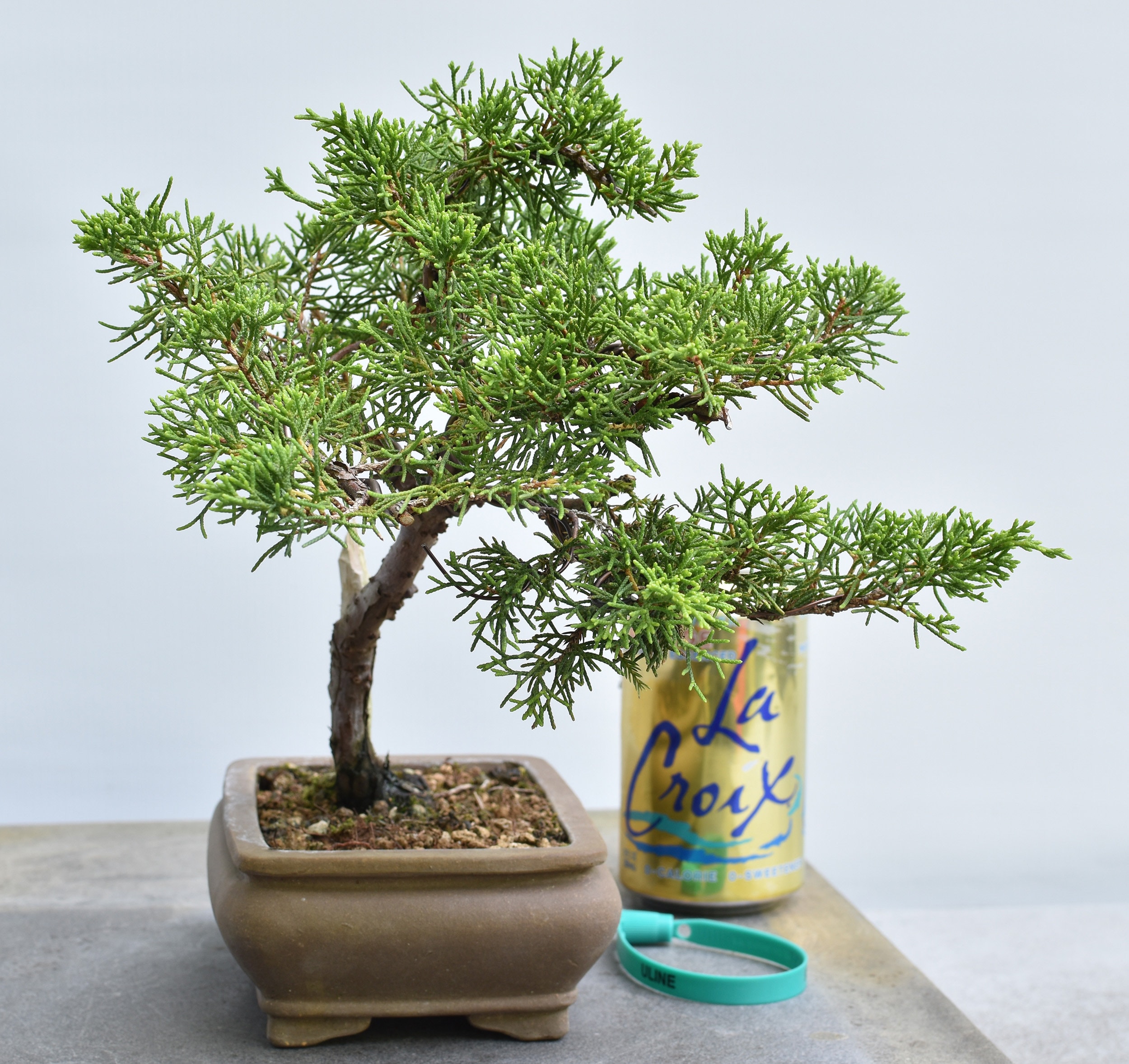 Itoigawa Shimpaku Juniper Bonsai Etsy