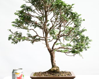 Hinoki Cypress Bonsai